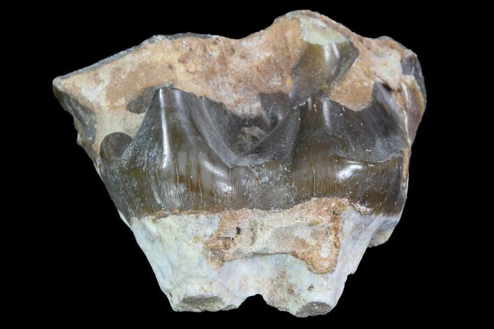 Hyracodon (Running Rhino) Molar - South Dakota #90298